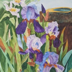 Gayle Miller - Iris Serenade