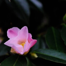 Jordan Plotner - La Vie en Rose, photograph