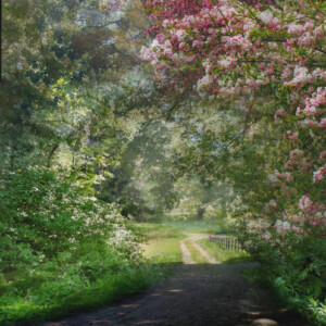 Kristin Long - Blossom Arches / Photography