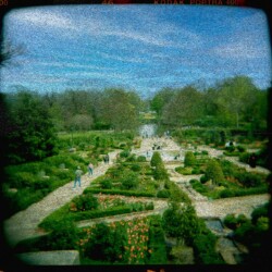 Lou Chapman - "Van Gogh Dreams of The Botanic Gardens Rose Garden, Fort Worth." Museum canvas print from Holga camera negative.