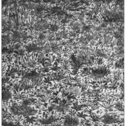 Madelynne Brynne - Girl Among Flowers, Weeds, & Fungi: intaglio etching print on paper