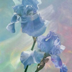 Michaela Janae - Irises, Oil on Canvas
