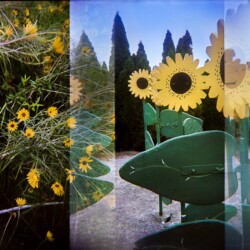 Nikki Burke - Rocket City Sunflowers, 120mm Holga Photograph, archival inkjet print