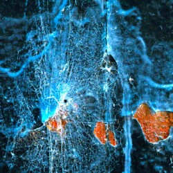 Richard Sensenbrenner - Untitled 24