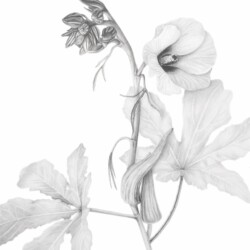 Tetyana Hubska - Okra, Graphite on Bristol Paper