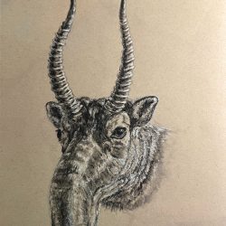 "Resilience in Silence" Medium: Charcoal on toned tan paper - www.catrodriguez.net Catherine Rodriguez