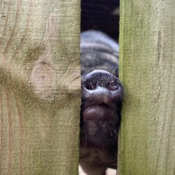 Come back mommy ! - No Website Joy Brookshireh