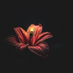 The Firefly - Photography/Digital Art - http://kbryangaumer1.artspan.com/ Kalib Bryan