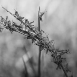 Nighttime Crickets- Digital Photography - https://www.instagram.com/_melo_photos_/?next=%2F_kathy.m_%2F Katelyn Malavé Martín