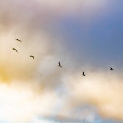 Bird Is The Word - Photography - No Website Aaron Tijar - Bird Is The Word - Photography- No Website