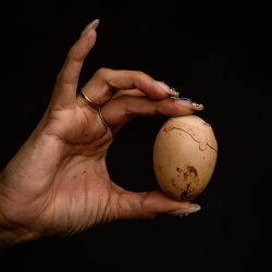 Oak Park Eggery No. 1 - www.poviophotography.com Angelina Povio - Oak Park Eggery No. 1- www.poviophotography.com