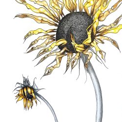 Sun Goddesses, Graphite and Prismacolor Drawing - laurakawa.com Laura Kawa- Sun Goddesses, Graphite and Prismacolor Drawing- laurakawa.com