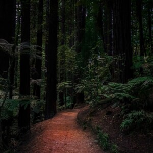 David Swainson - Forest Walk Digital Photography- https://davidswainson.smugmug.com/