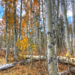 Dennis Ariza - Aspens- www.dennisarizaart.com