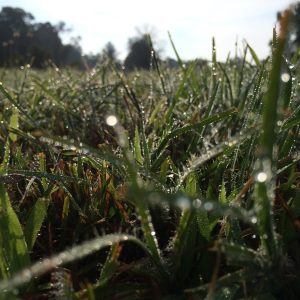 Dew Drop Morning, digital photo - No Website Chris Meyers - Dew Drop Morning, digital photo - No Website