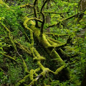 Fallen - gplatt.photography Garry Platt - Fallen - gplatt.photography