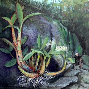 Dendrobium speciosum'. oil on canvas - http://www.glendafelljones.com Glenda Fell Jones - Dendrobium speciosum'. oil on canvas - http://www.glendafelljones.com