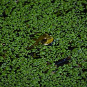 Green Frog, Digital Photography - No Website Noah Decker - Green Frog, Digital Photography - No Website