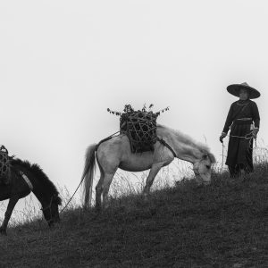 Homeward Bound - https://davidswainson.smugmug.com/ David Swainson - Homeward Bound