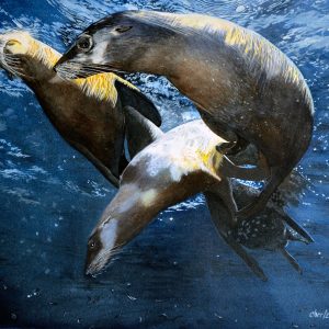 Cher Pruys - Dance of The Sea Lions, Acrylic Painting - No Website Cher Pruys - Dance of The Sea Lions, Acrylic Painting - No Website