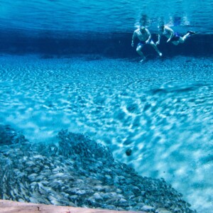 Swimming above the Springs - Photography - No Website Jeremiah Peterson - Swimming above the Springs - Photography