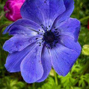 Blue Poppy digital photograph - No Website Kelly Lewellyn - Blue Poppy digital photograph