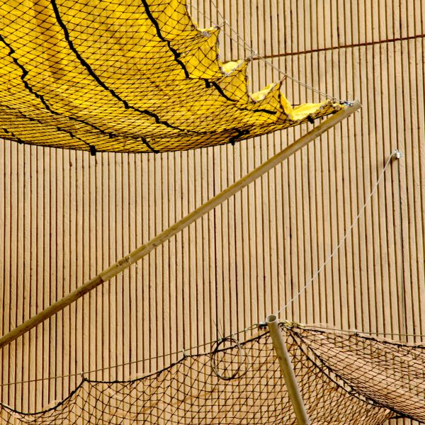 Max Cavitch-Webbings digital photograph