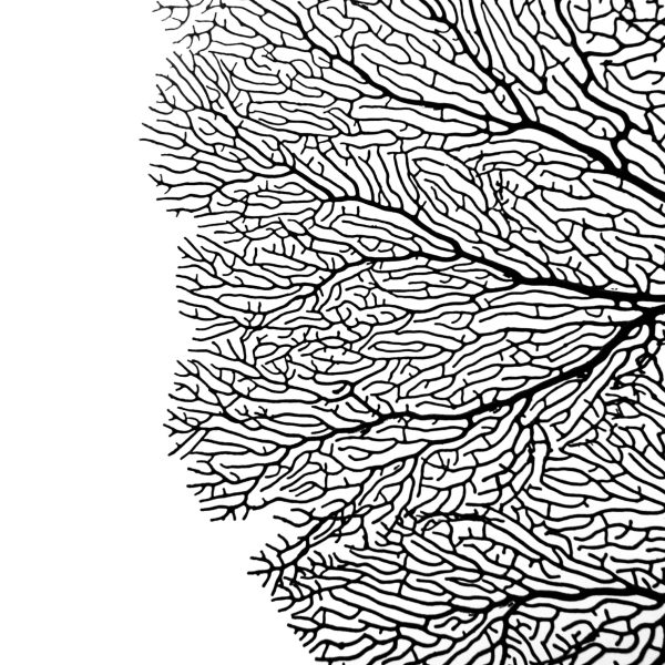 Pavlos Evangelidis; Fan Club; Photography