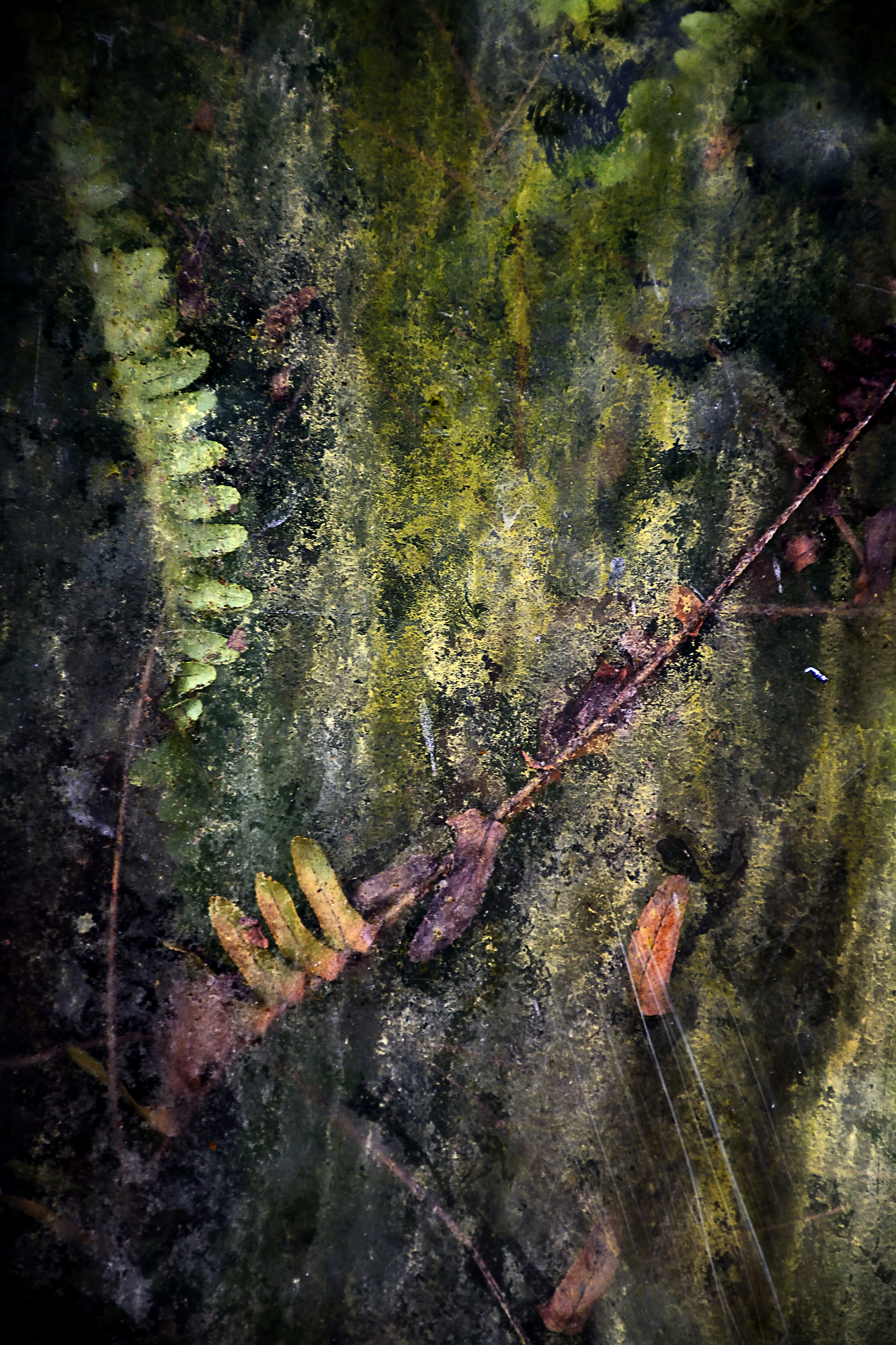 Thierry Salmon - Greenhouse 1