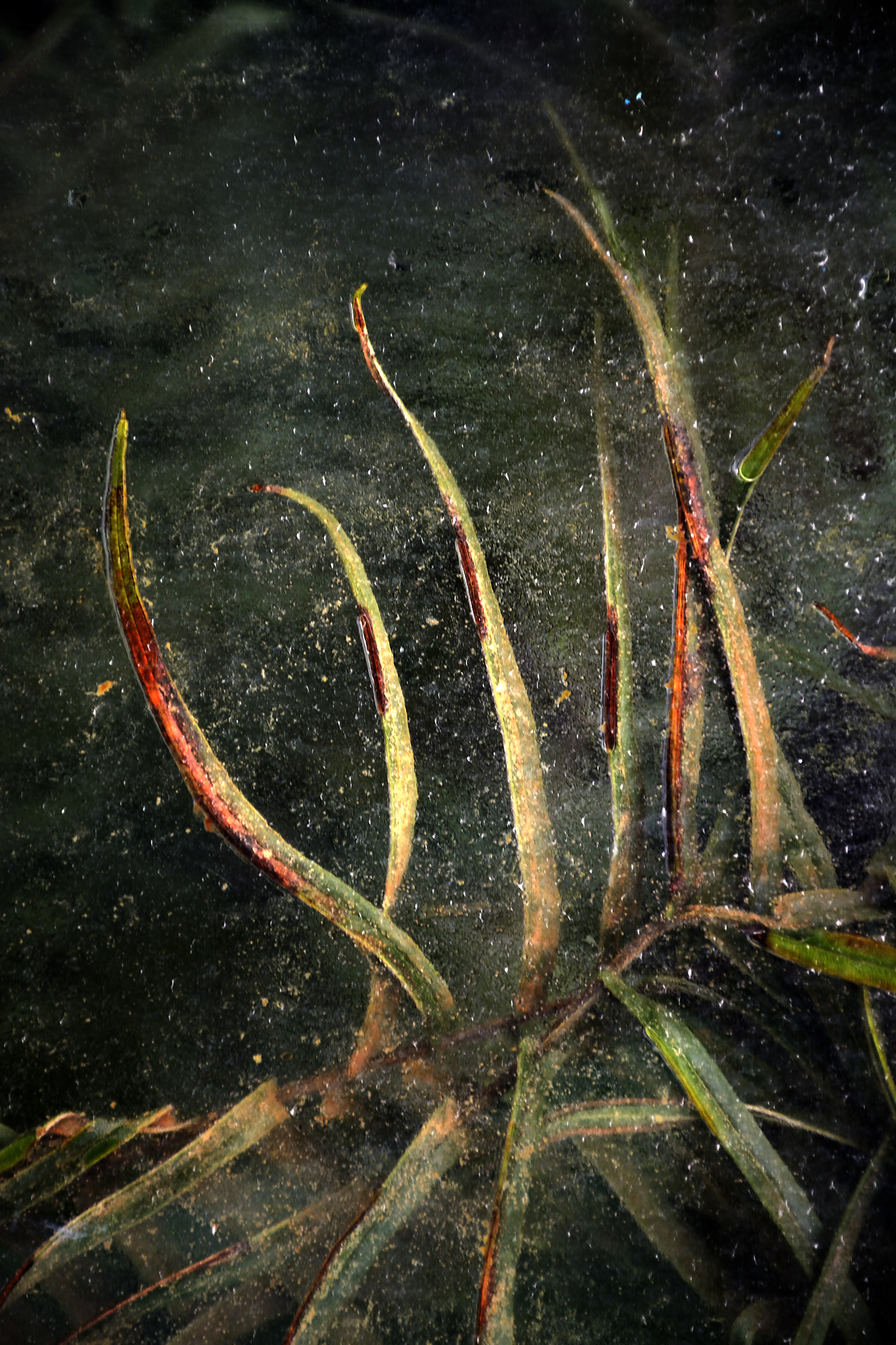 Thierry Salmon - Greenhouse 3