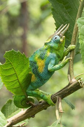 Jen Goldman - Three-Horned Chameleon