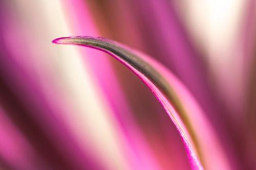 Philip Hopper Roheo - Discolor - Positive