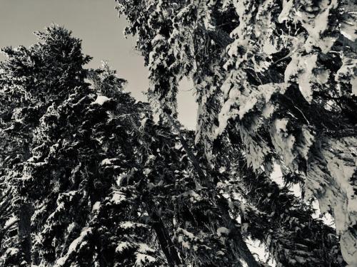 Rick Mina (Bruteworks)/ Title: FlockedUp / Medium: Photo par ski / Website: https://www.bruteworks.net 