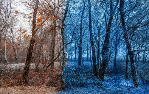 Autumn’s Last Stand