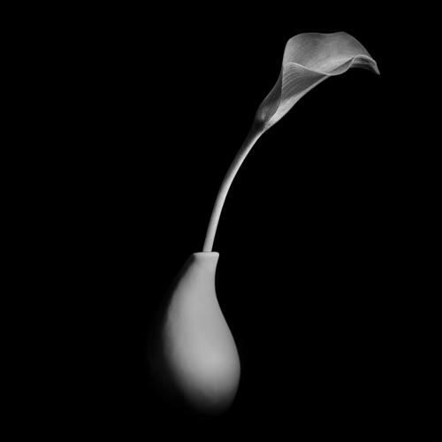 Whalen Elmore - Calla Lily