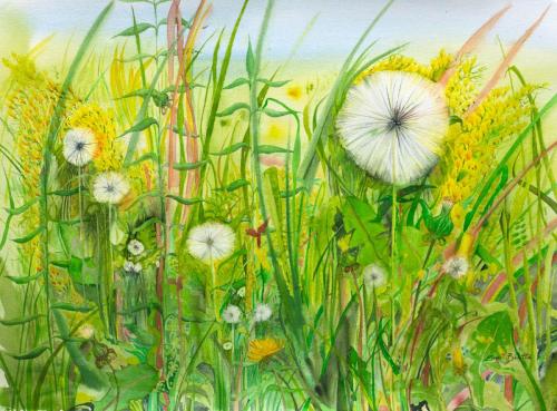 Dandelions in the Wild