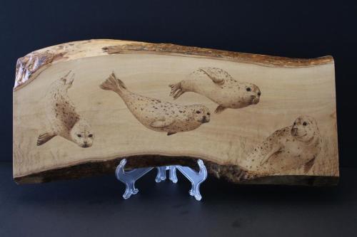 Playful Harbour Seals